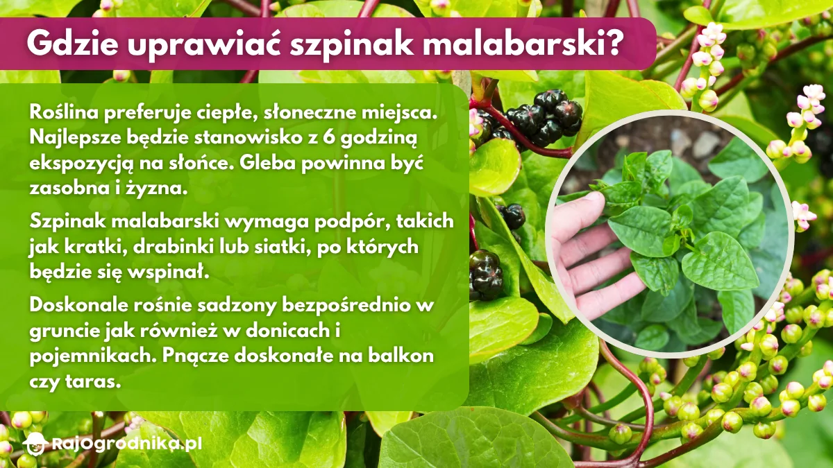 Gdzie-uprawiać-szpinak-malabarski-w-ogrodzie-blog-sklep-rajogrodnika